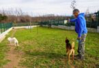 Albergaria-a-Velha cria parque de exercícios para cães